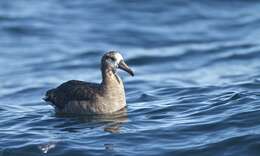 Image of North Pacific albatross