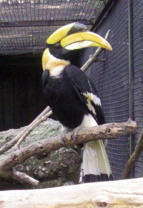 Image of Helmeted hornbill