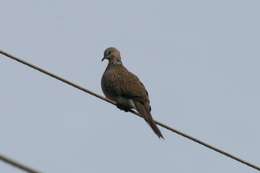 Image of spotted dove