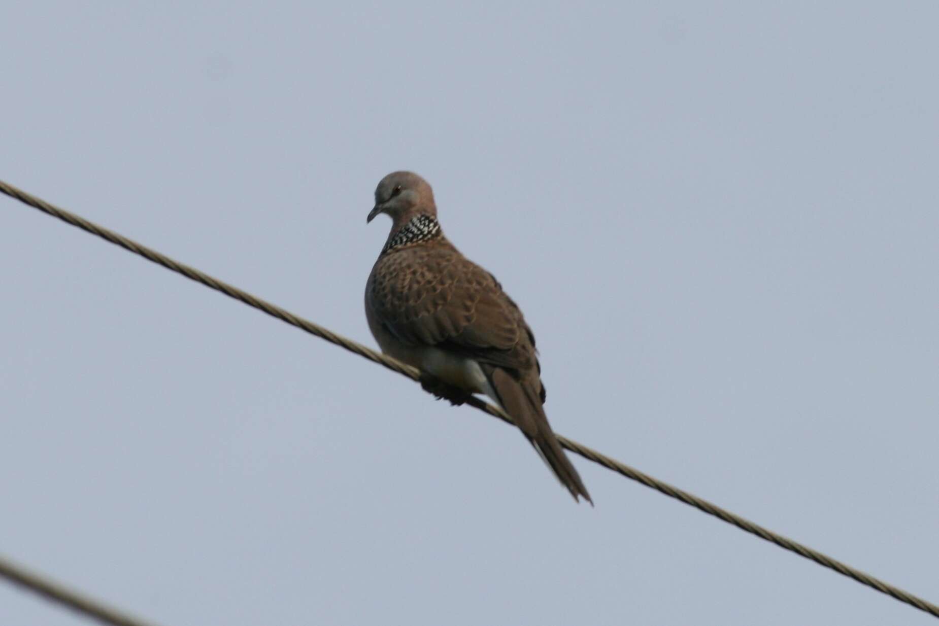 صورة <i>Streptopelia chinensis</i>