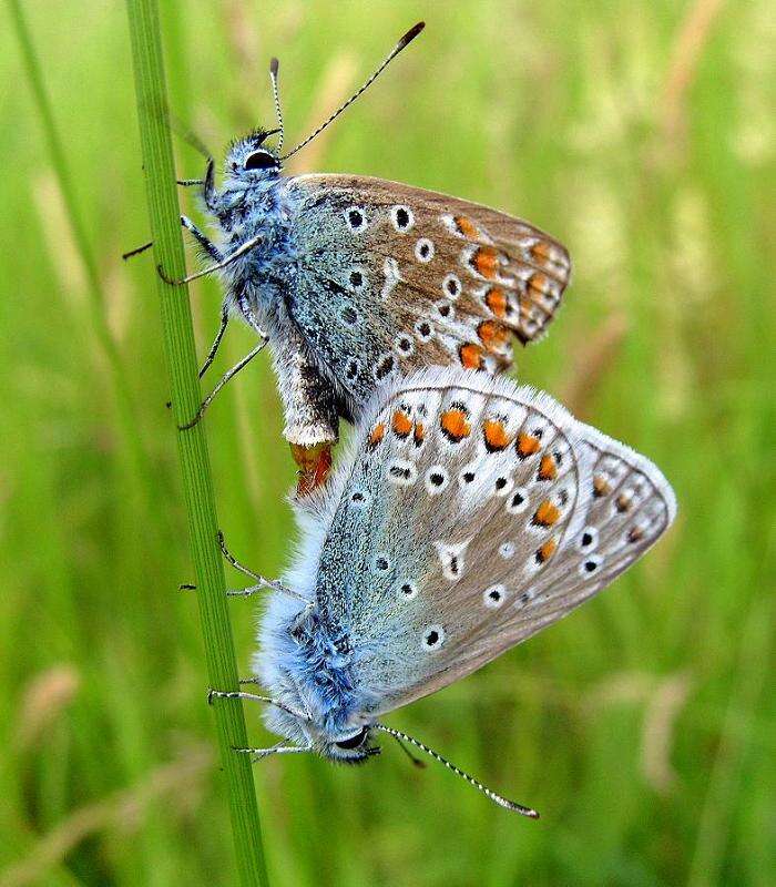 Image of common blue