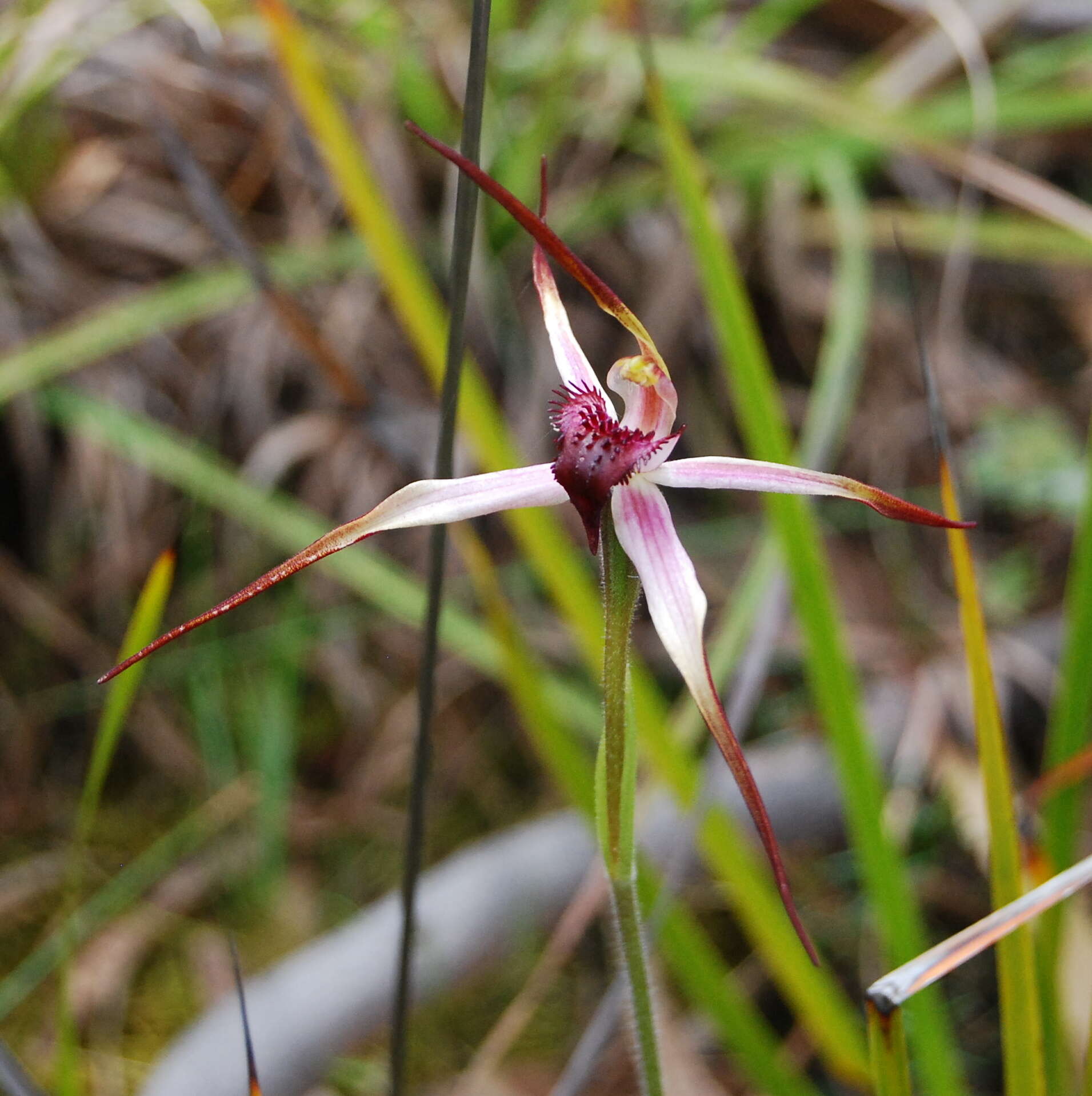 Image of Tailed spider orchid