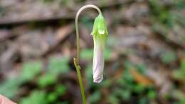 Image of crimson woodsorrel