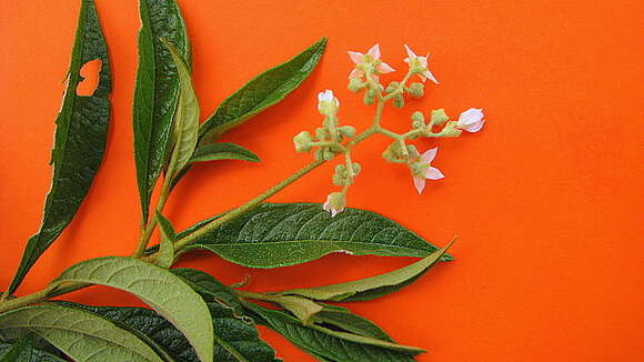 Image of Solanum asperum L. A. Rich.