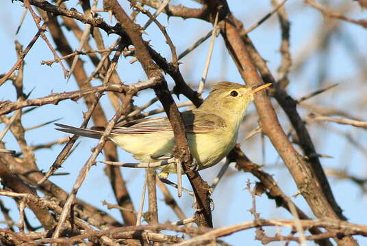 Image of Icterine Warbler