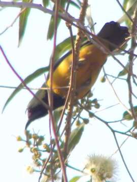 Image of Orange-bellied Leafbird