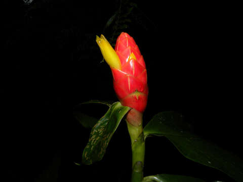 Image of Costus plicatus Maas