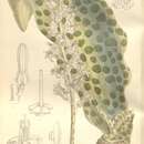 Image of Ledebouria somaliensis (Baker) Stedje & Thulin