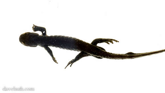 Image of mole salamanders