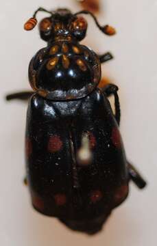 Image of Nicrophorus (Nicrophorus) didymus (Brullé 1836)