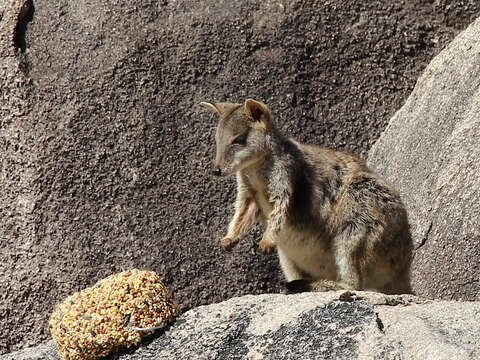 Image of Rock-wallaby
