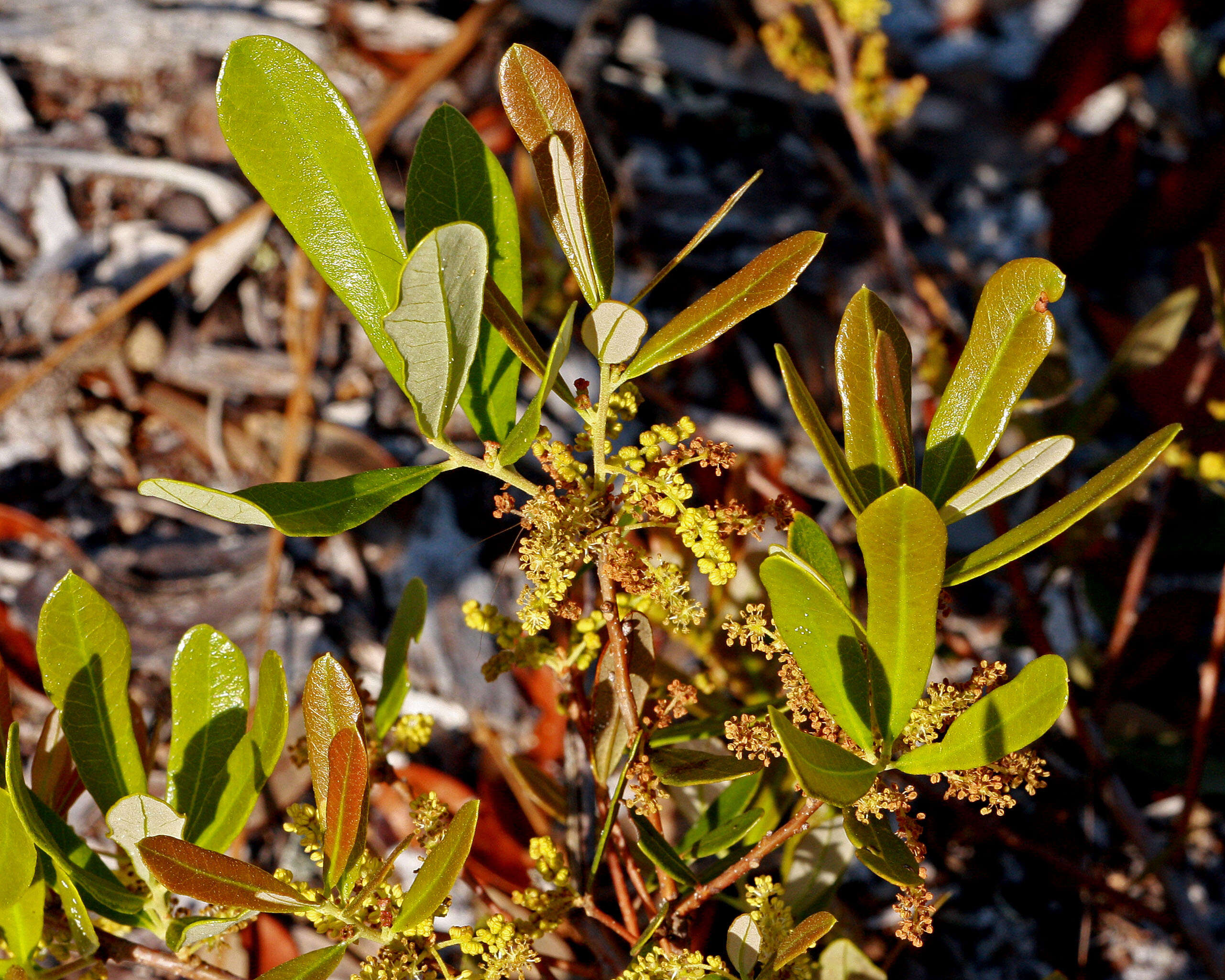 Sivun Quercus minima (Sarg.) Small kuva