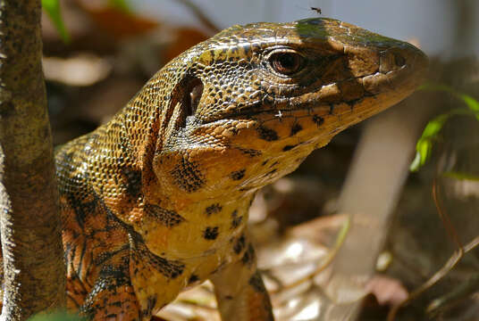 Image of Gold tegu