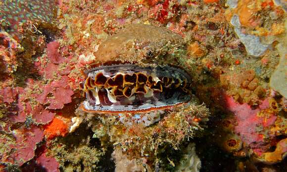 Image of bivalve clam