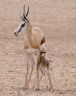 Image of Springbok