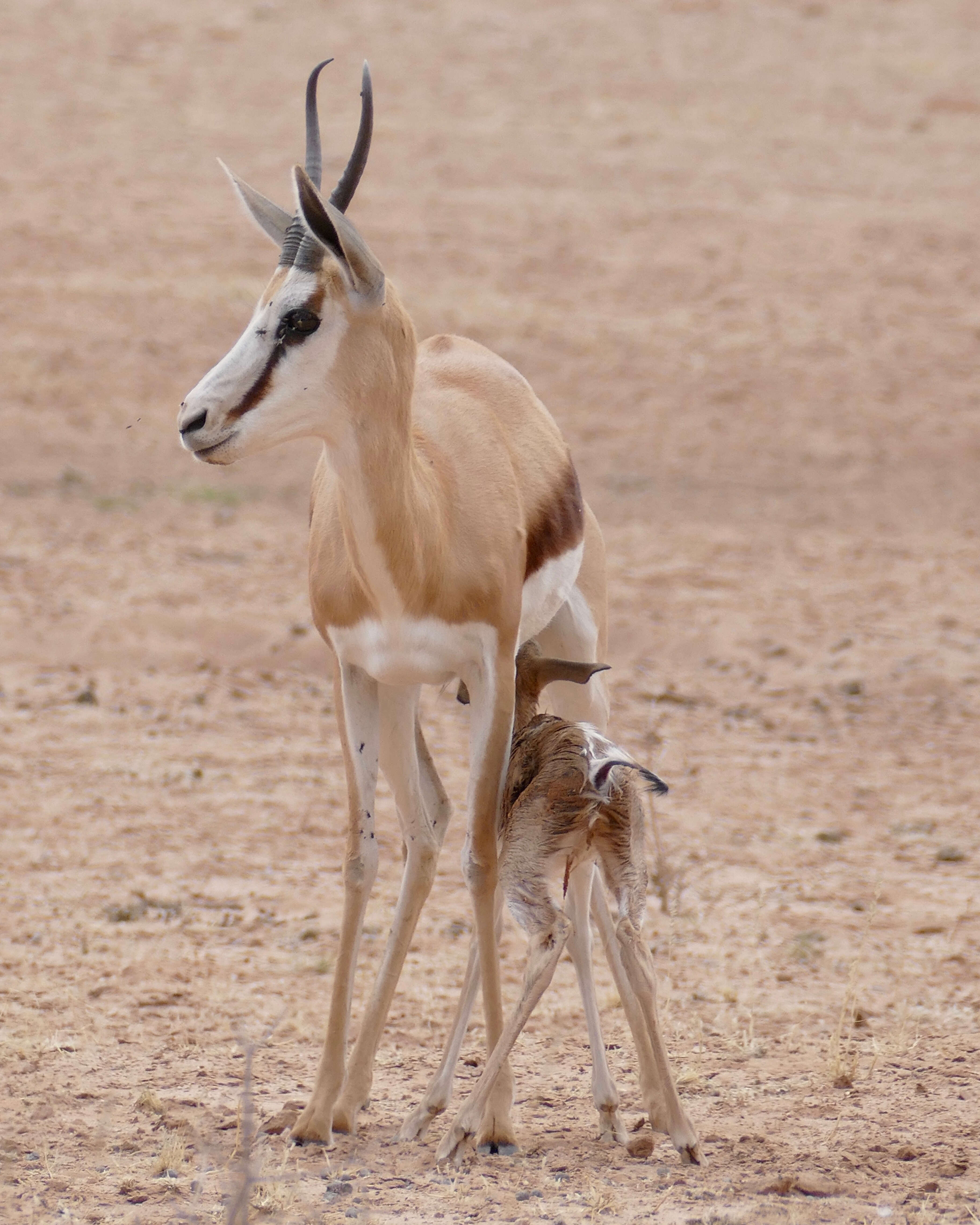 Image of Springbok