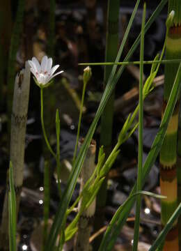 صورة Stellaria palustris Ehrh. ex Retz.