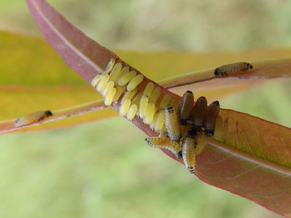 صورة <i>Chrysophtharta variicollis</i>