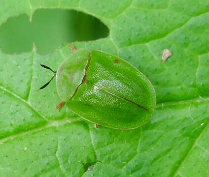 Image of Cassida (Odontionycha) viridis Linnaeus 1758