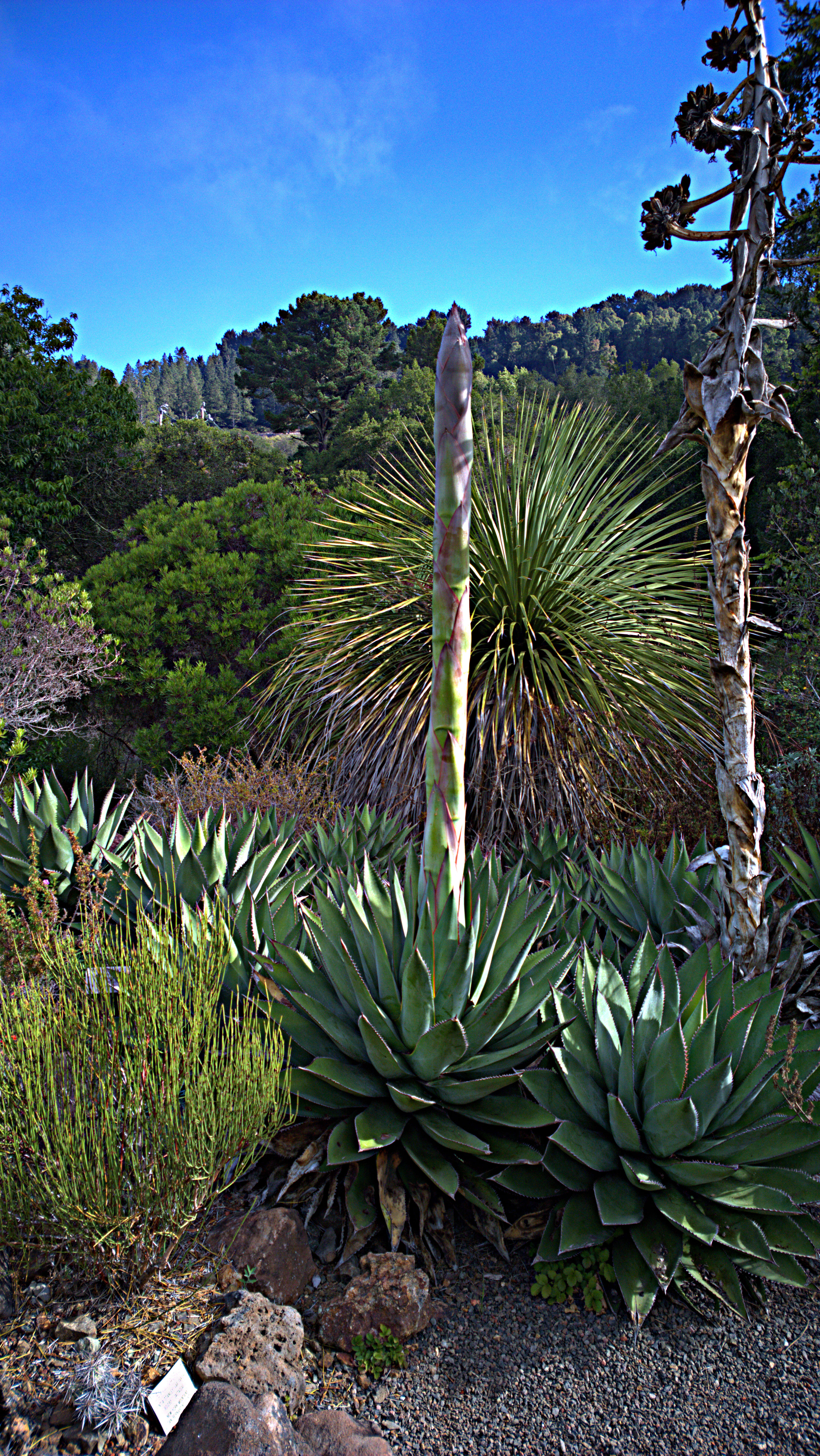 Image of coastal agave