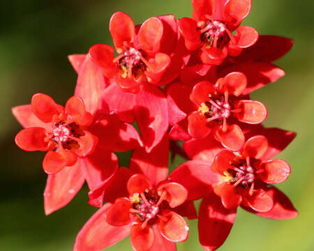 Image of milkweed