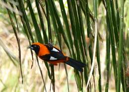 Image of Orange-backed Oriole