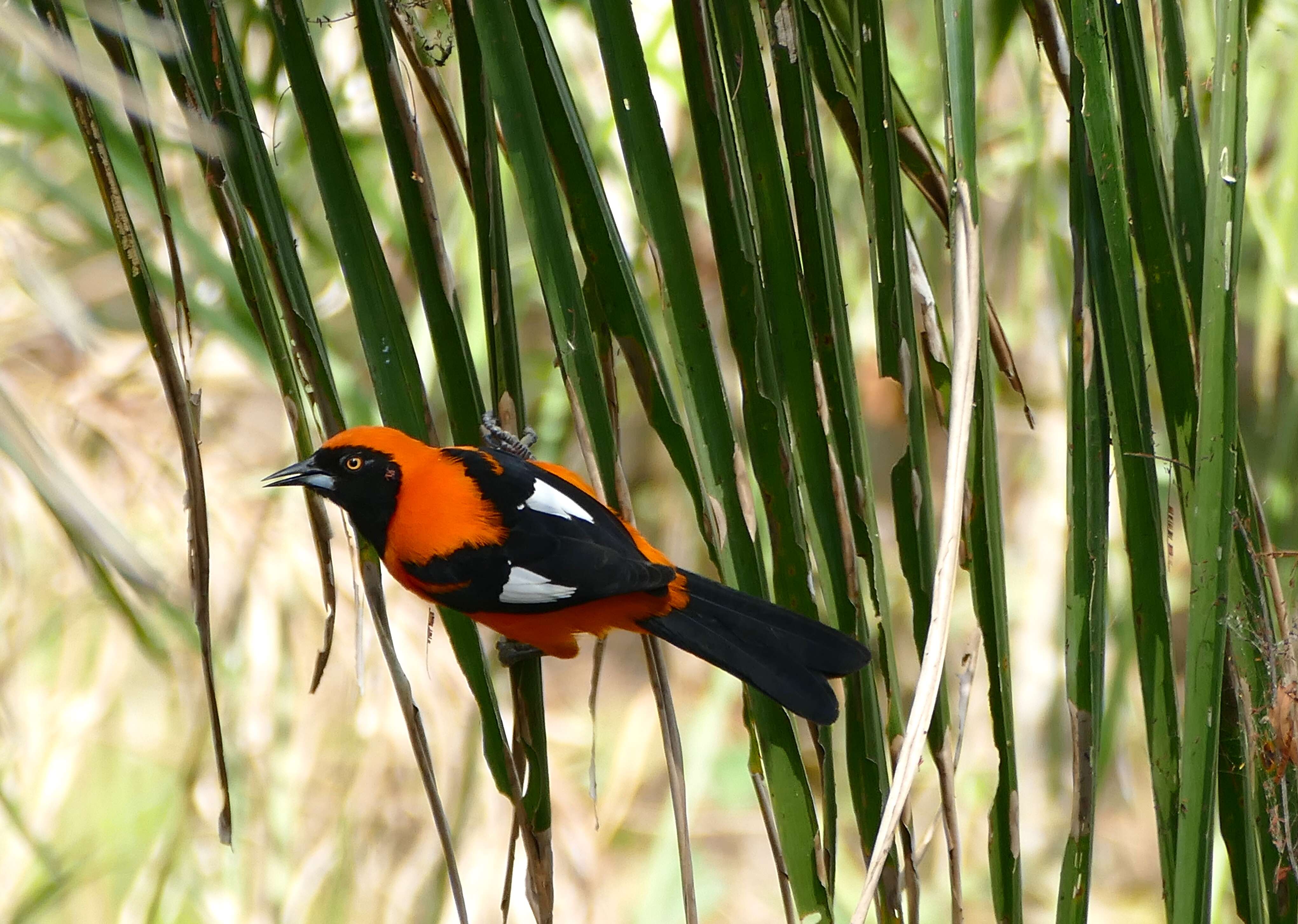 Image de Oriole à dos orange