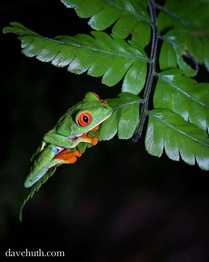 Image of Red-eyed Leaf frog