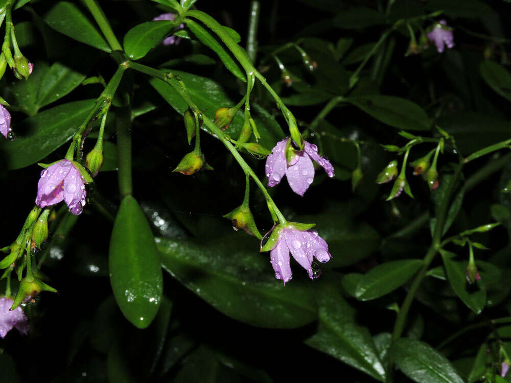 Image of Ceylon spinach