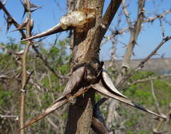 Image of Vachellia latispina (J. E. Burrows & S. M. Burrows) Kyal. & Boatwr.