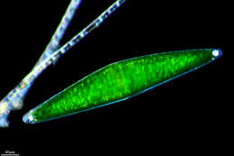 Image of Closterium lunula