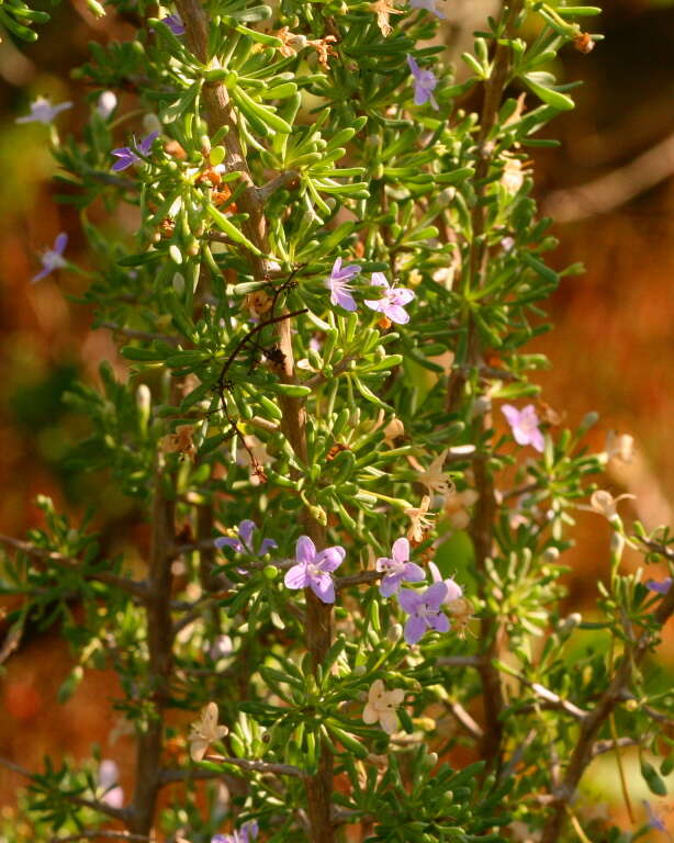 Image of Carolina desert-thorn