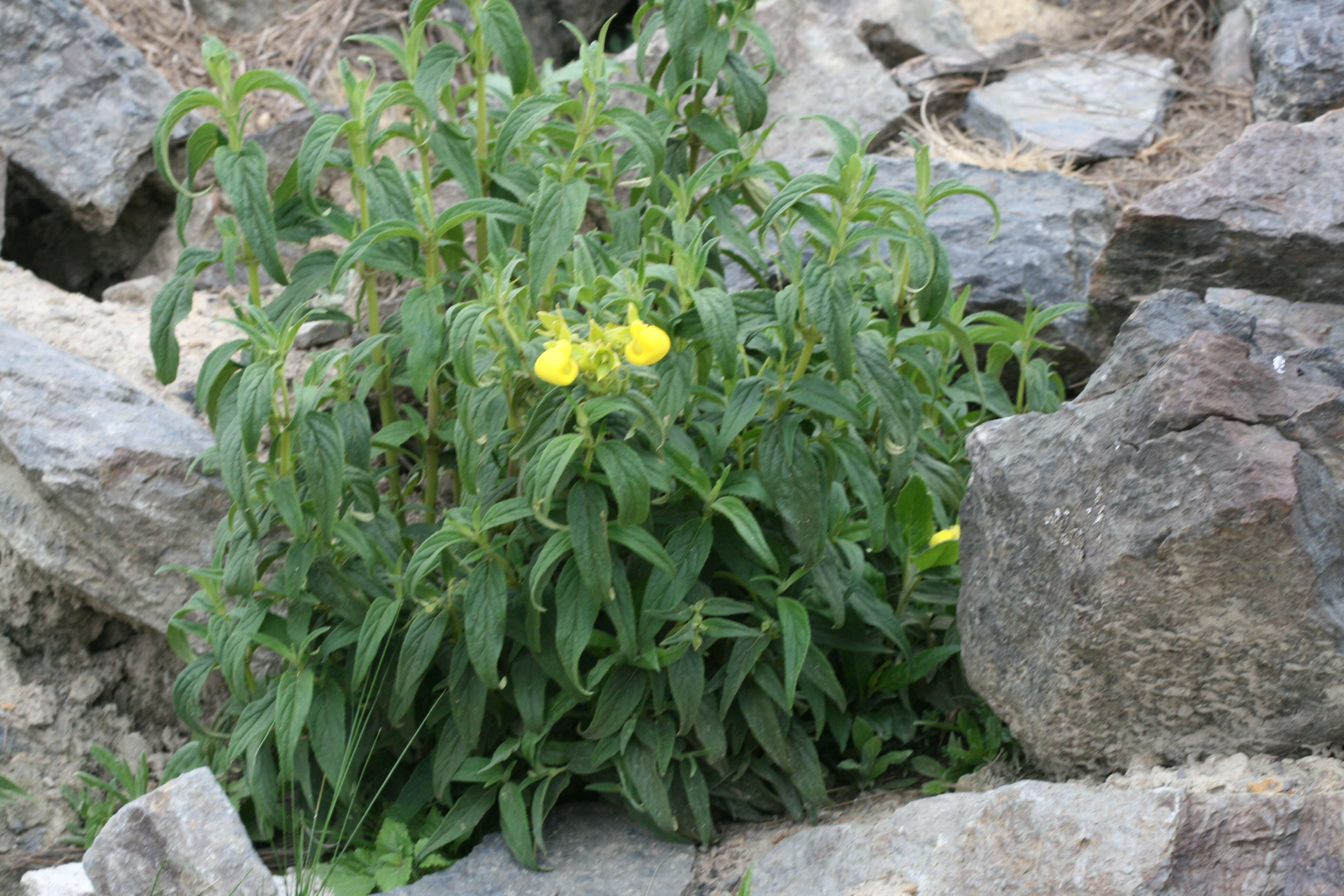 Image of Calceolaria