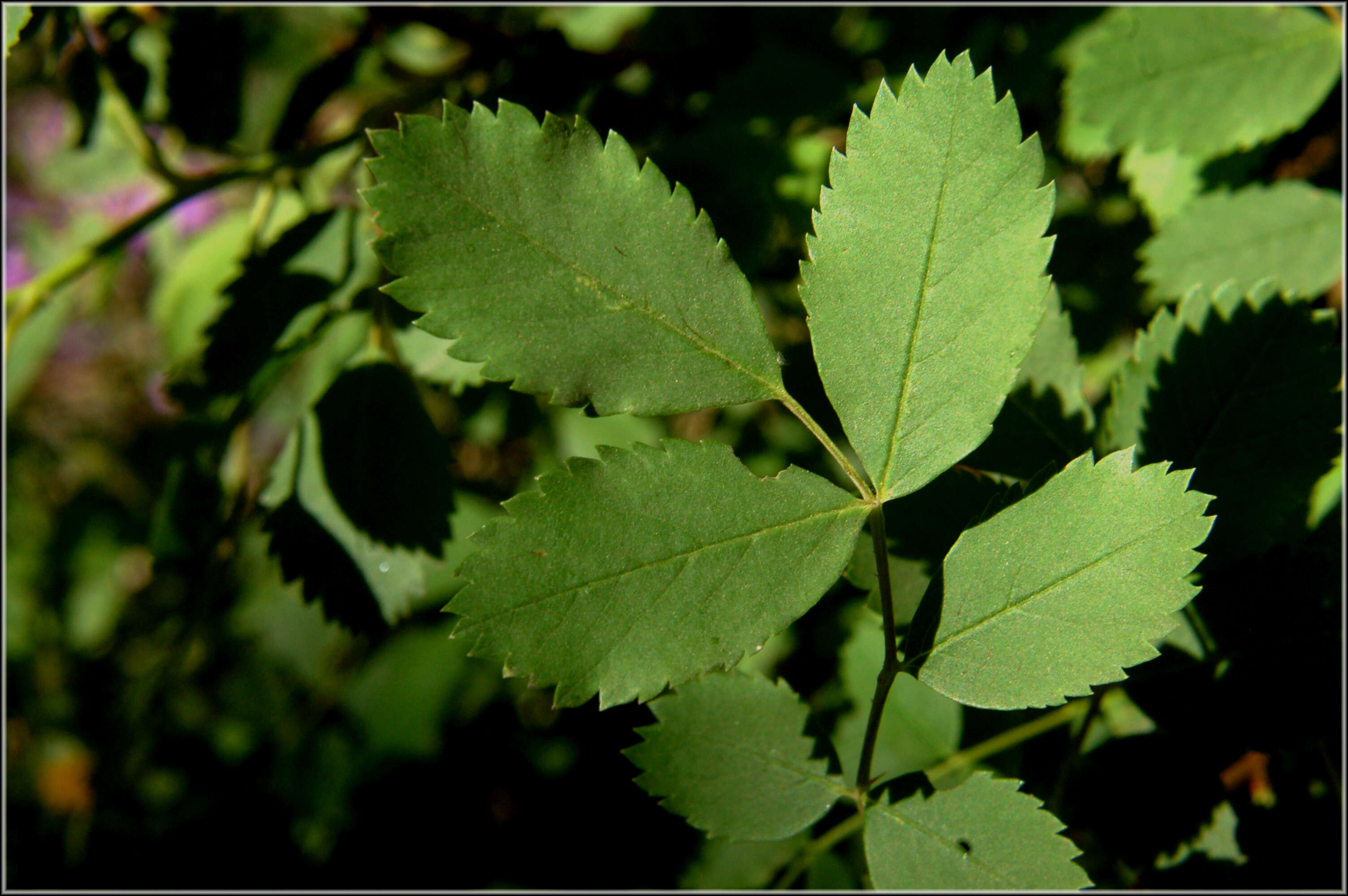 Image of Nootka rose