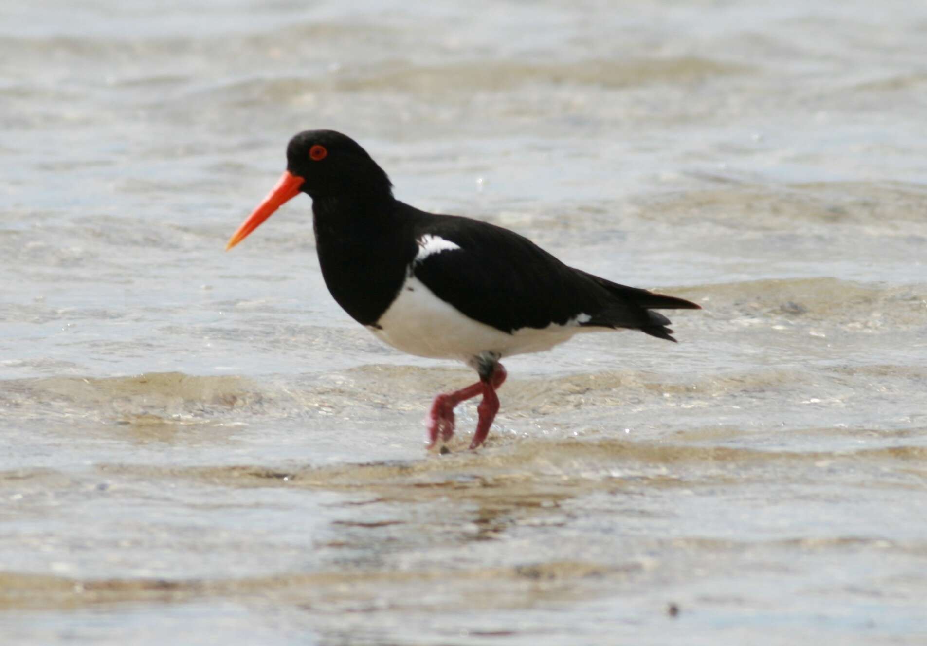 Image of Australian Pied Oystercatcher