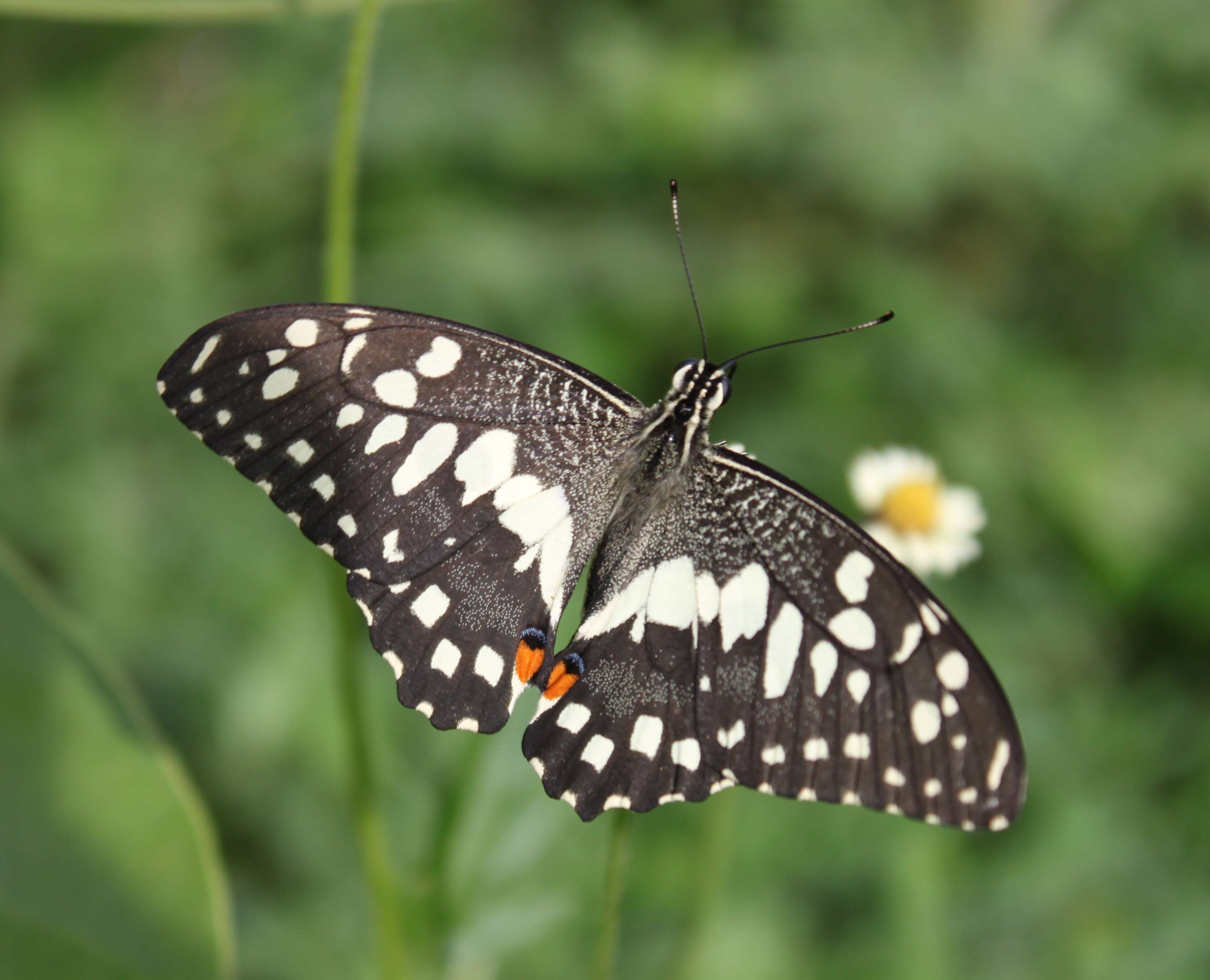 Image of Papilio