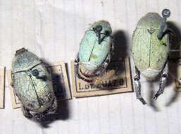 Image of Monkey Beetles