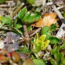 Image of Ranunculus crassipes Hook. fil.