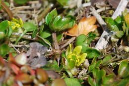 Image of Ranunculus crassipes Hook. fil.