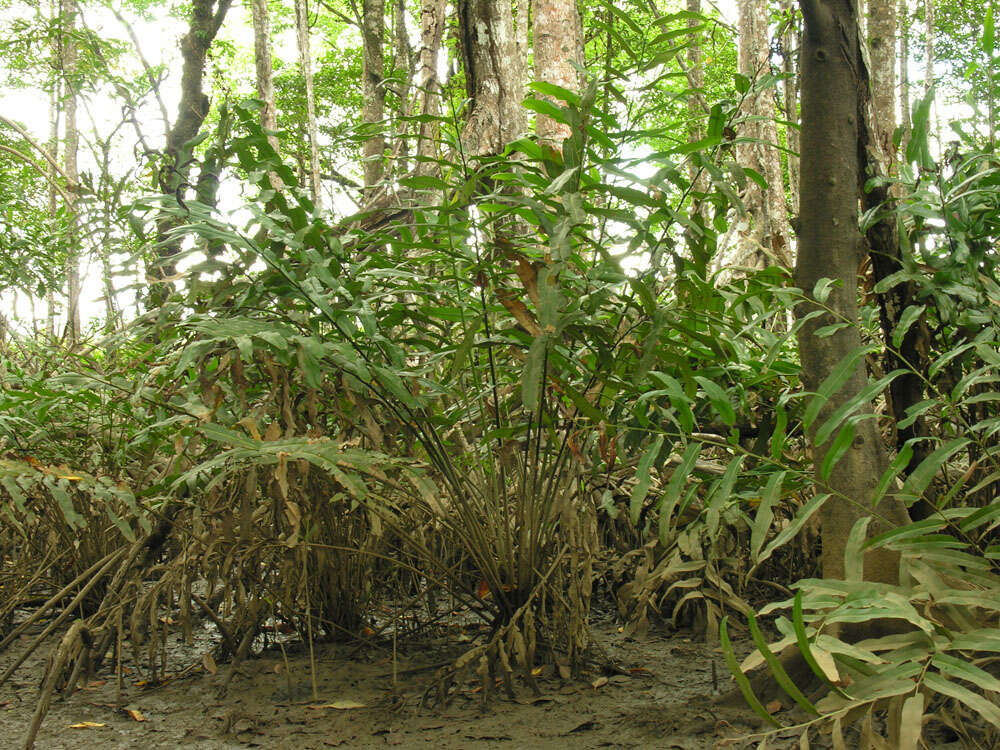 Image of leatherfern