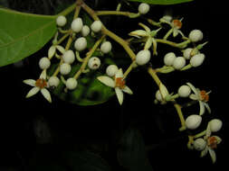 صورة Mortoniodendron anisophyllum (Standl.) Standl. & Steyerm.