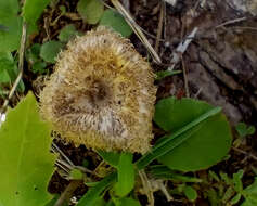 Image of Lentinus crinitus (L.) Fr. 1825