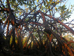 Image of red mangrove