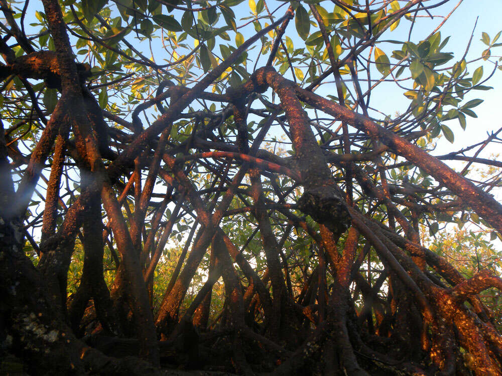 Image of red mangrove