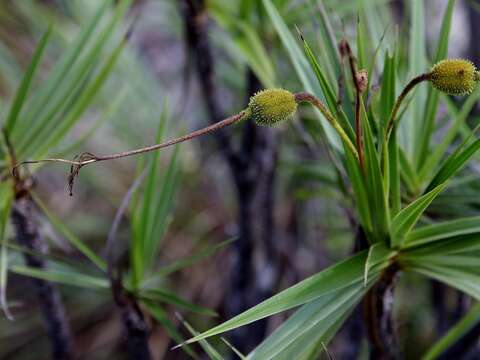 Image of Vellozia tubiflora (A. Rich.) Kunth