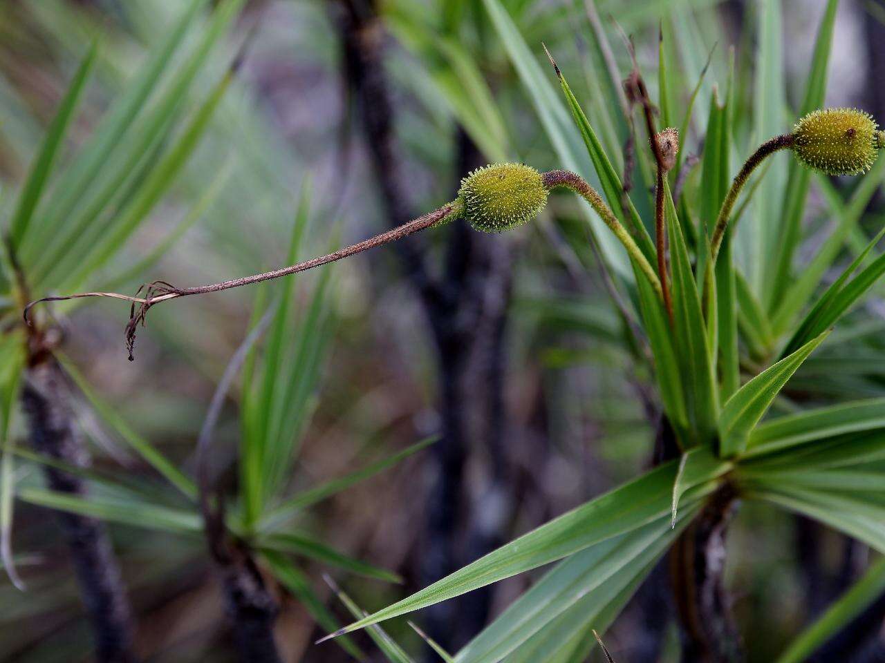 Image of Velloziaceae