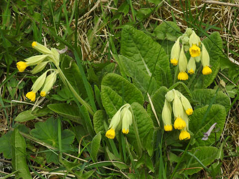 Image of cowslip