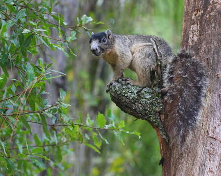 Image of Sherman's fox squirrel