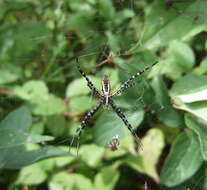 Imagem de Argiope