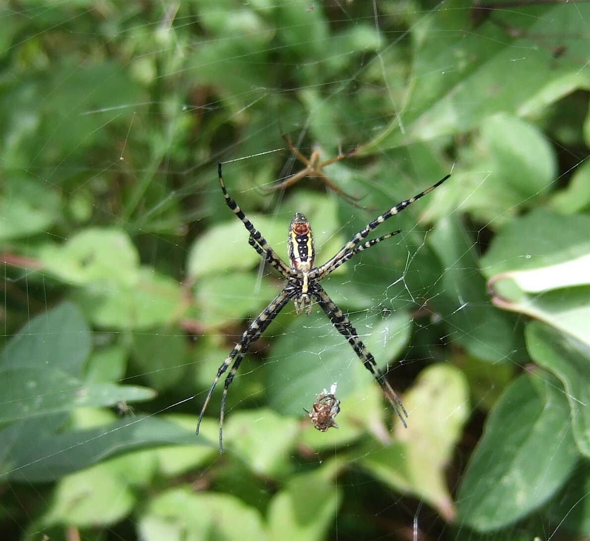 Image of Argiope